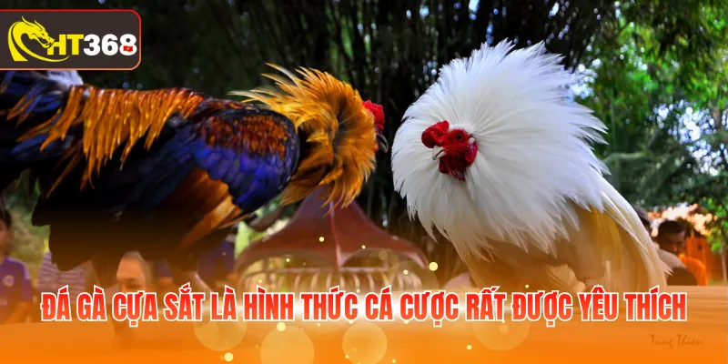 Đá gà cựa sắt là hình thức cá cược rất được yêu thích