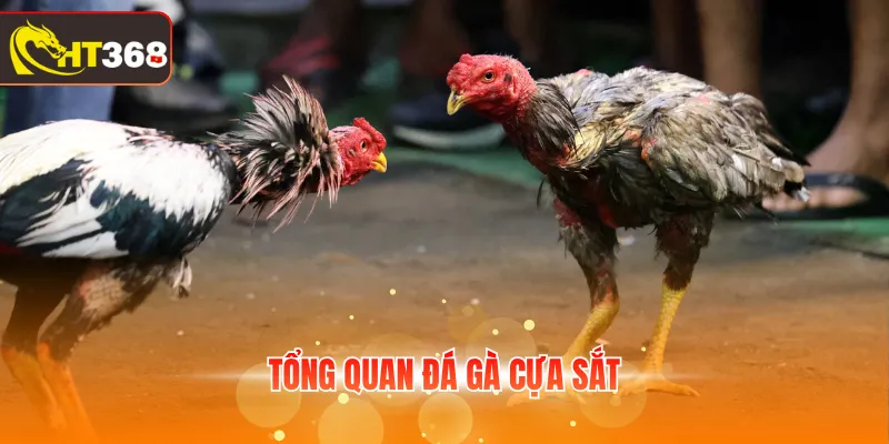 Tổng quan đá gà cựa sắt
